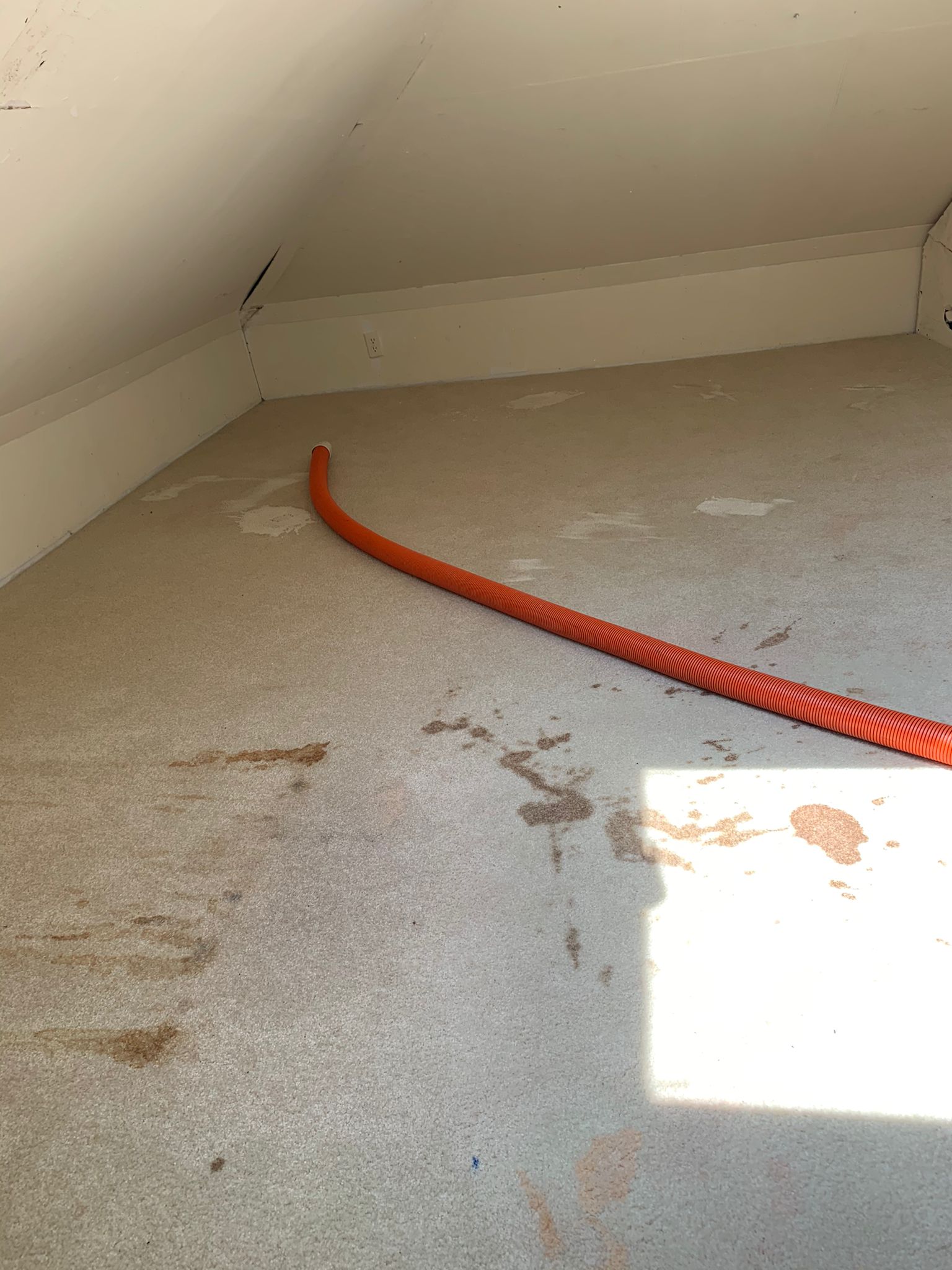 Before professional cleaning